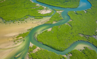 Aerial view of mangrove forest in the  Saloum Delta National Park, Joal Fadiout, Senegal. Photo made by drone from above. Africa Natural Landscape.